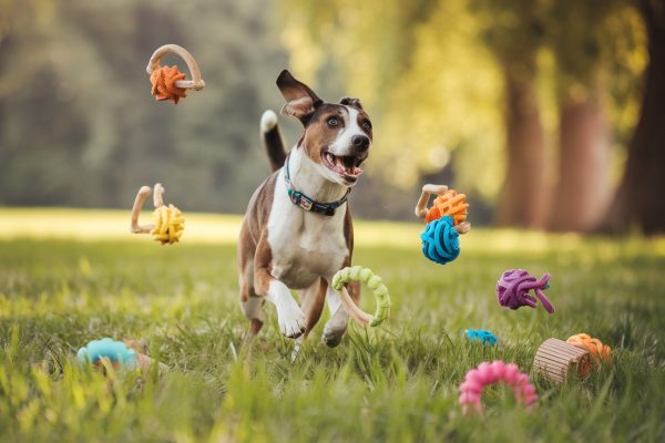 eco-friendly fetch toys